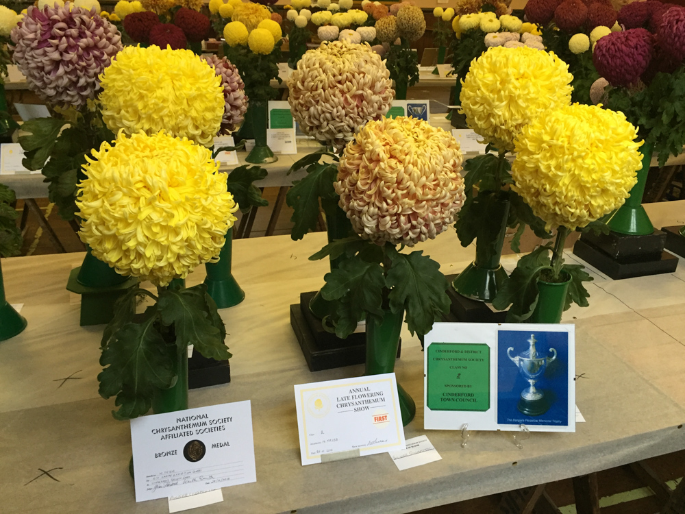 Cinderford Chrysanthemum Show